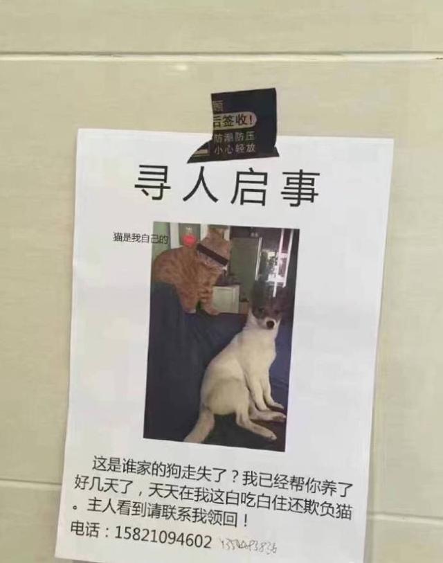 史上最佛系寻狗启事主人一个比一个牛这些狗子怕是找不回来了
