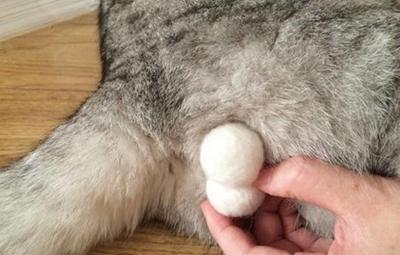 哔了个喵,疯狂日本人对猫咪的蛋蛋做出这么污的事情