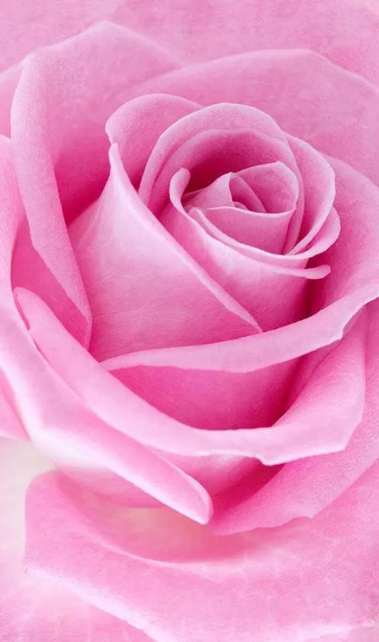 小清新手机壁纸待机画面锁屏背景图喜欢请关注小编