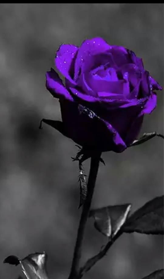 小清新手机壁纸待机画面锁屏背景图喜欢请关注小编