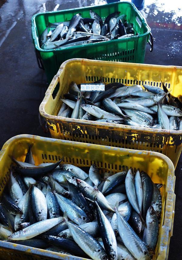 巴浪鱼名气大得很,但巴浪鱼同时又是很多鱼的泛称