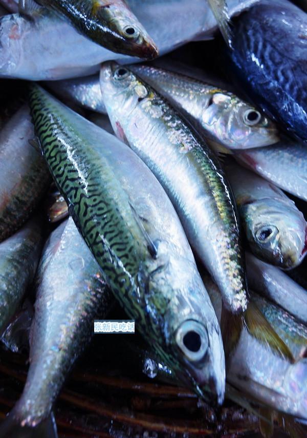 巴浪鱼名气大得很,但巴浪鱼同时又是很多鱼的泛称