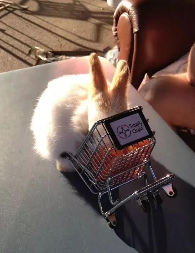 小兔子推着购物车买萝卜,这样的兔子请给我来一打|小兔子|购物车|推车