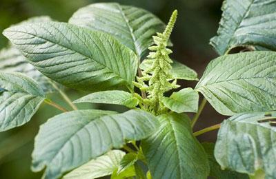 这几种补血菜,你们有吃过吗?