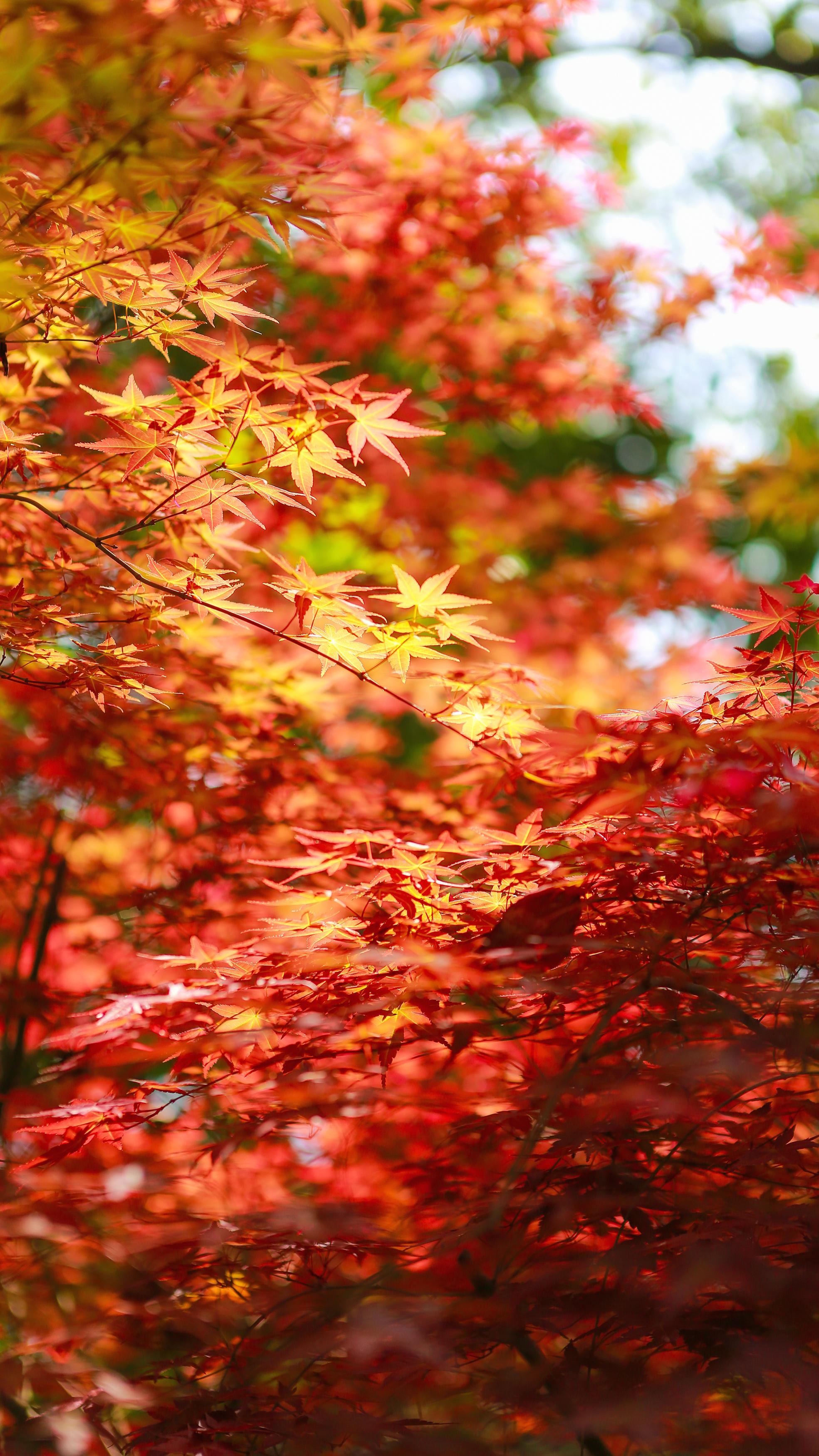 缓缓飘落的枫叶像思念