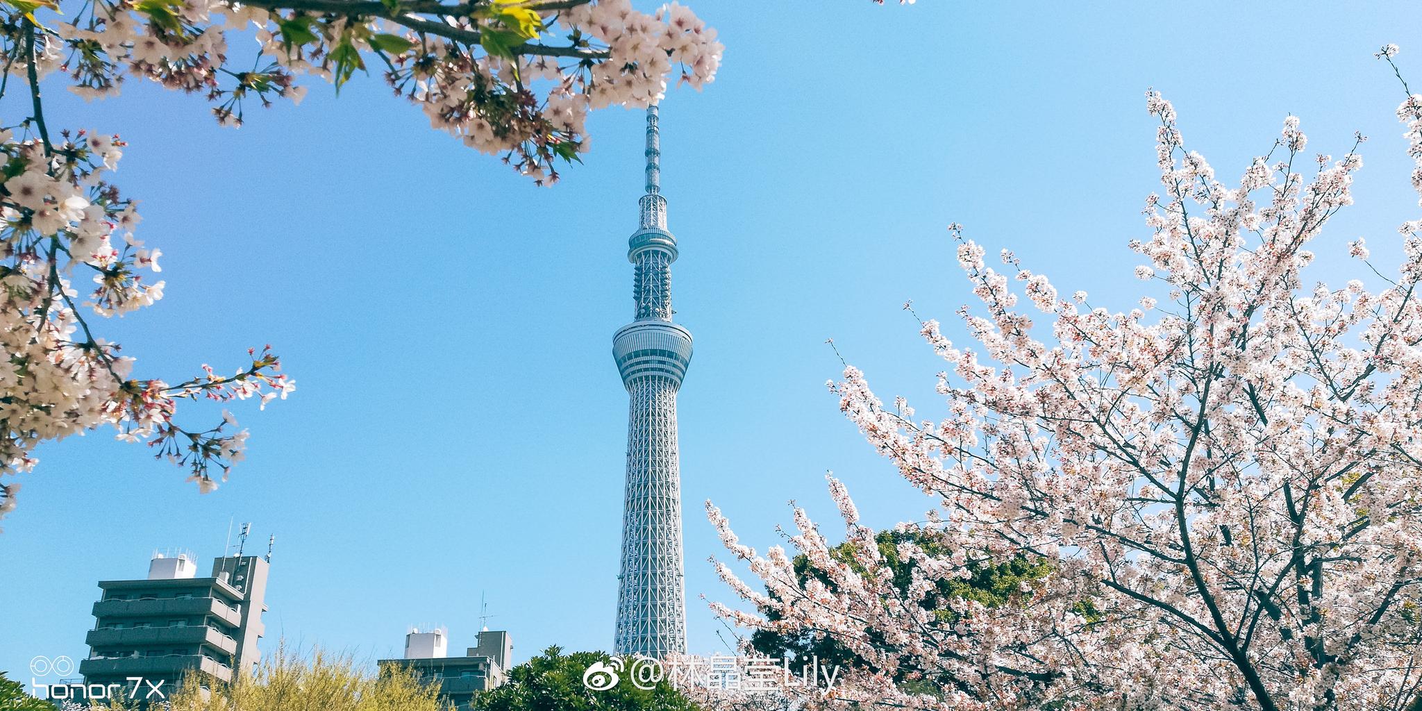 位于浅草隅田川河畔的隅田公园 以江户时期的 墨堤之樱 而闻名