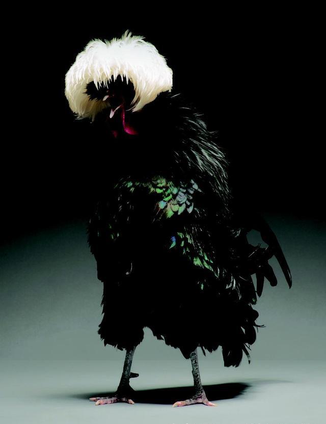 世界上最美丽的公鸡果然截然不同