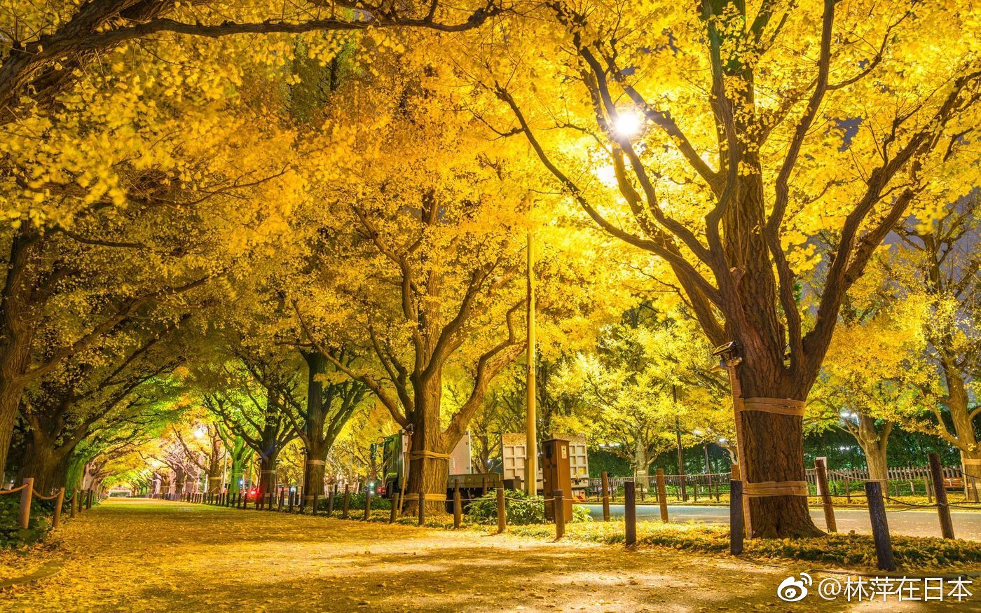 11月16日～12月2日明治神宫外苑将举办银杏祭