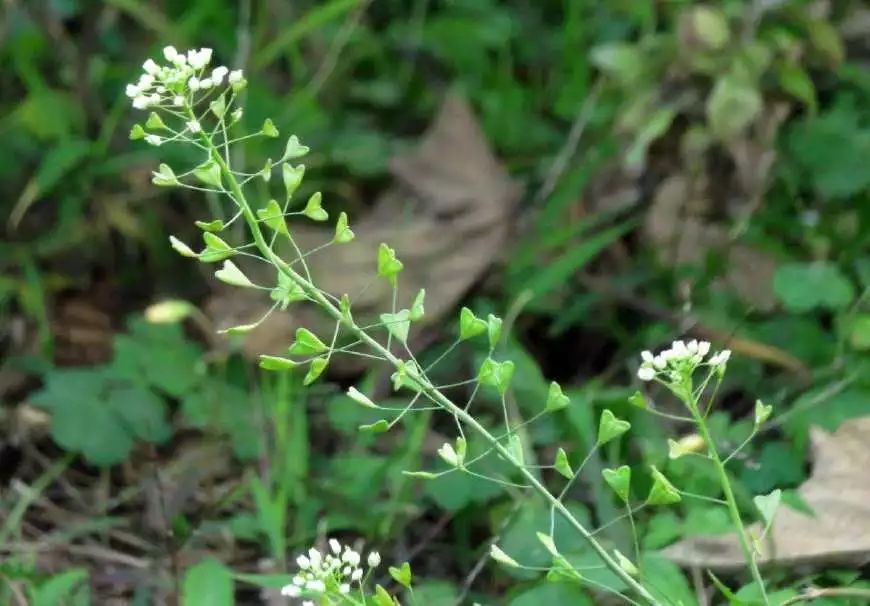 再有几天,这种野菜变成草,用它煮鸡蛋吃了头不昏,还可驱蚊虫|荠菜