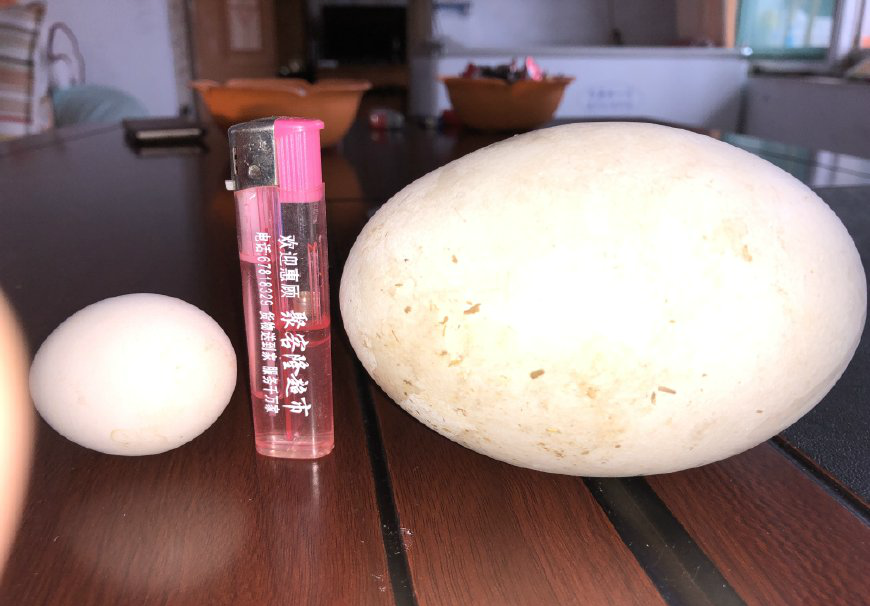 图为普通鹅蛋和大叔的鹅蛋对比,虽然不如鸵鸟蛋,但和普通鹅蛋相比,大