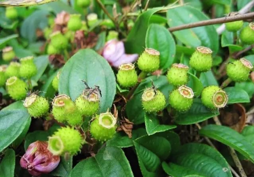地茄子,学名地稔,披散或匍匐状生长于农村的丘陵地带,松树林附近的路