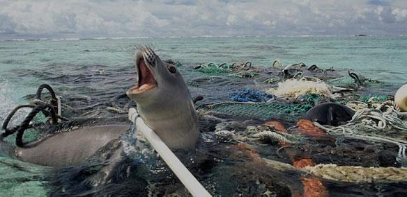 别再让海洋垃圾, 成为杀死下一只动物的凶器