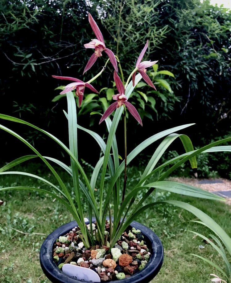 建兰紫云,天天都有花赏,太爱来花了