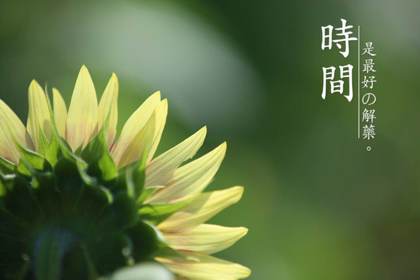 向日葵太阳花永远向着阳光乐观的精神值得我们学习