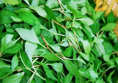 这种花野菜比肉有营养,还可以外敷_新浪看点