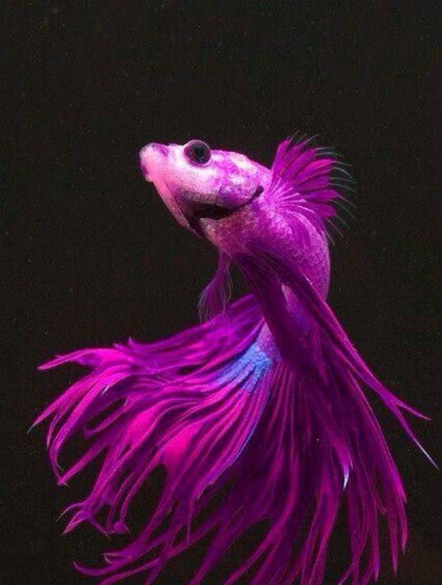 孔雀鱼姿态万千的美丽