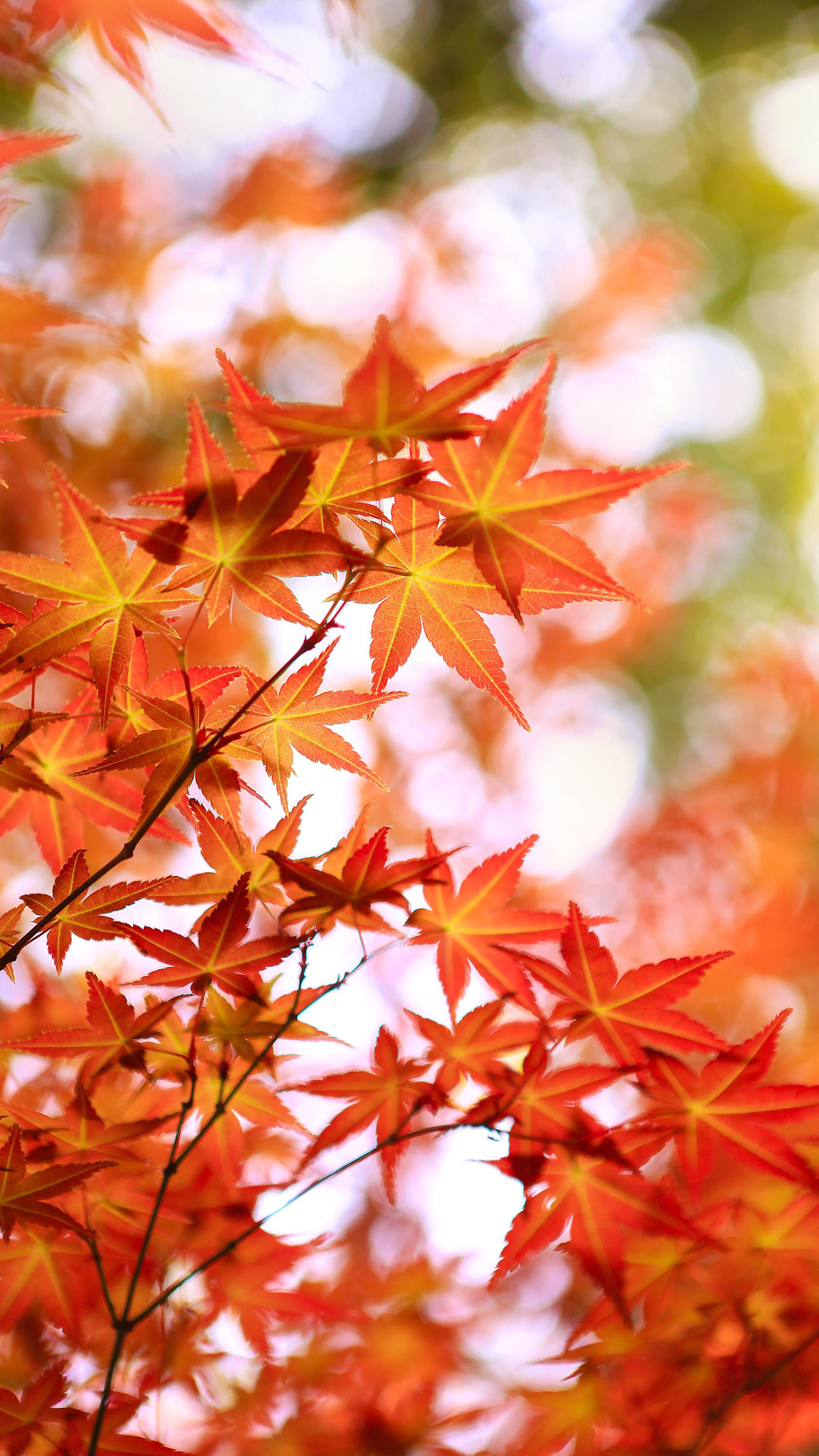 缓缓飘落的枫叶像思念