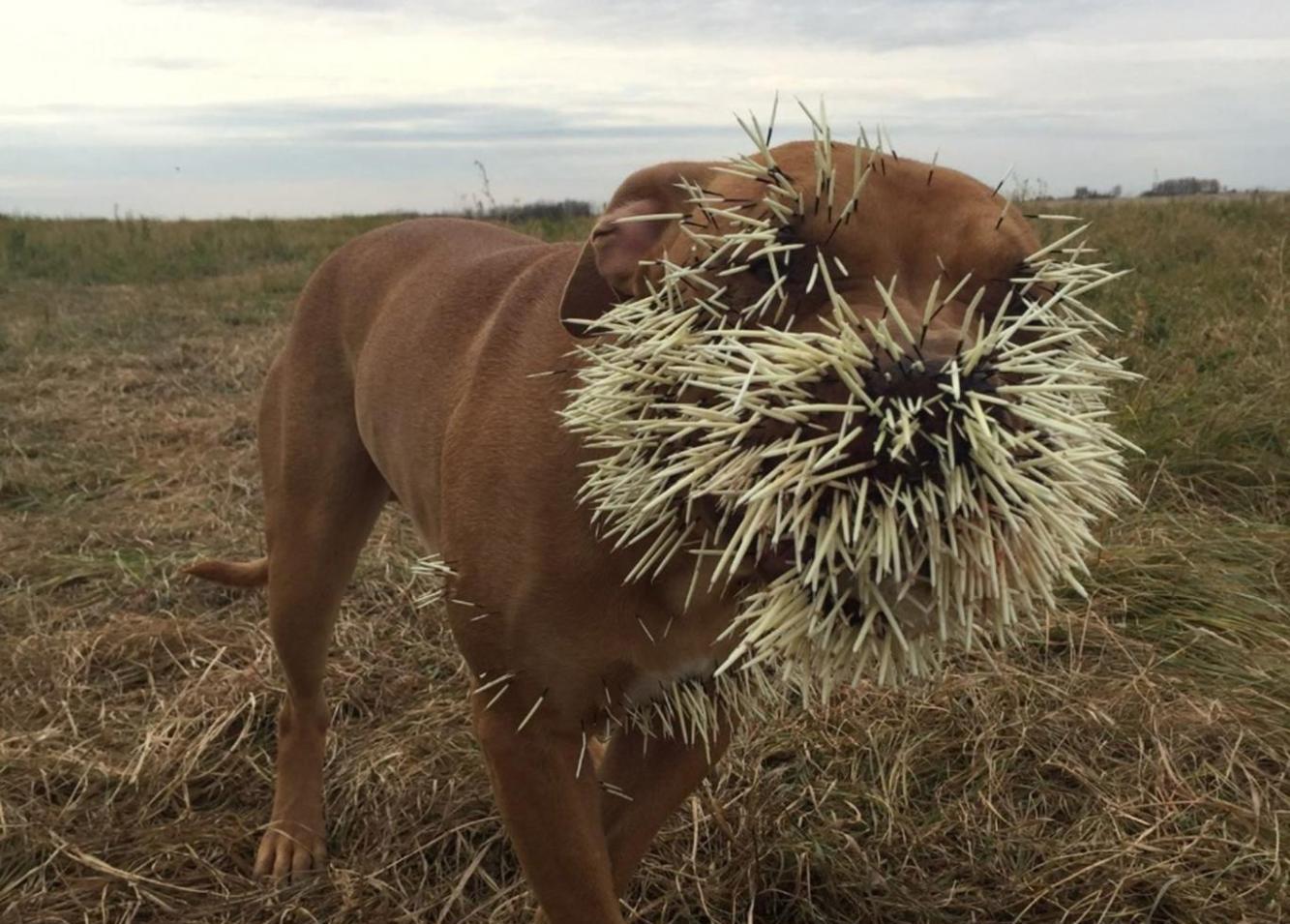 3只狗狗与豪猪大战结果战败变成仙人掌