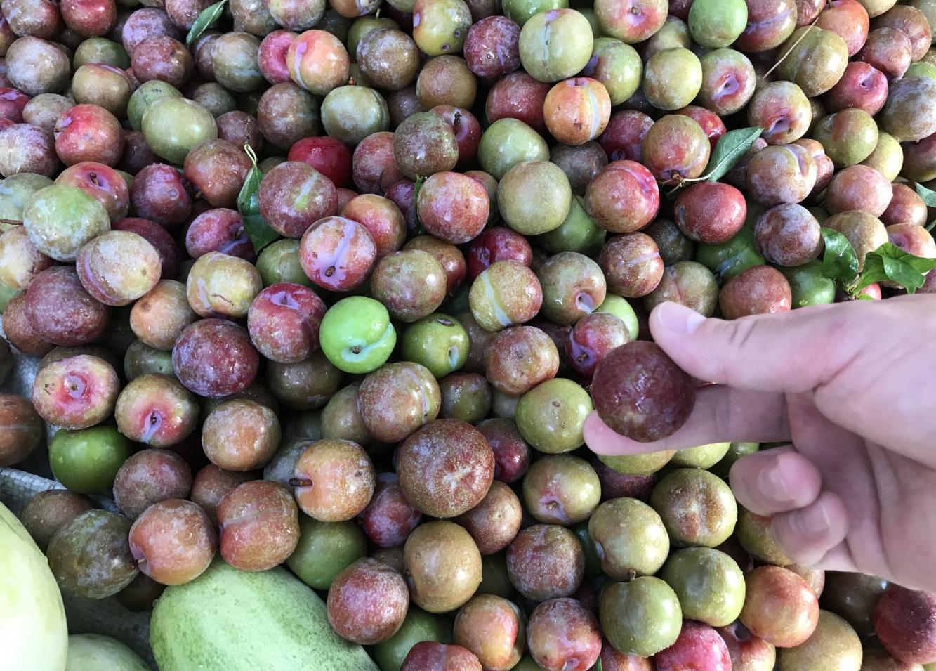 阿姨进城卖"血果", 40元一斤不愁卖, 两天净赚3000元