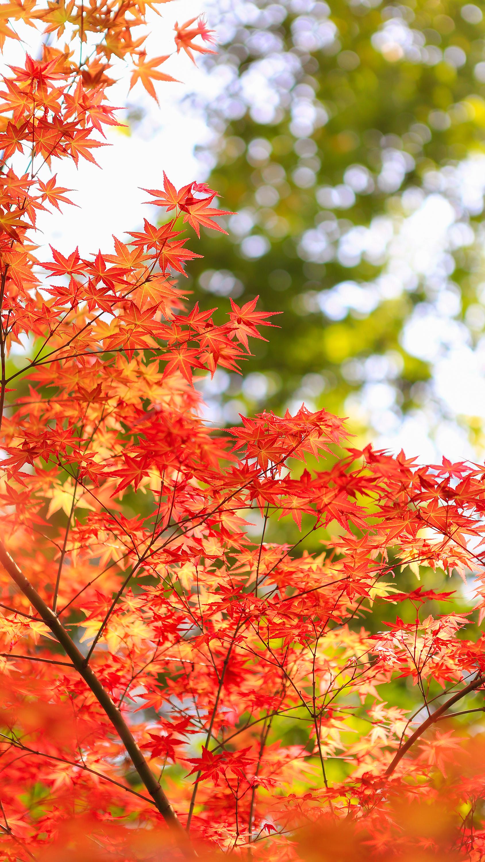 缓缓飘落的枫叶像思念