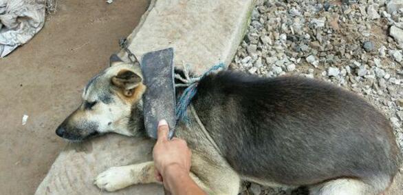 主人因为一条鱼要杀狗,狗表示死也不吃那条烤鱼