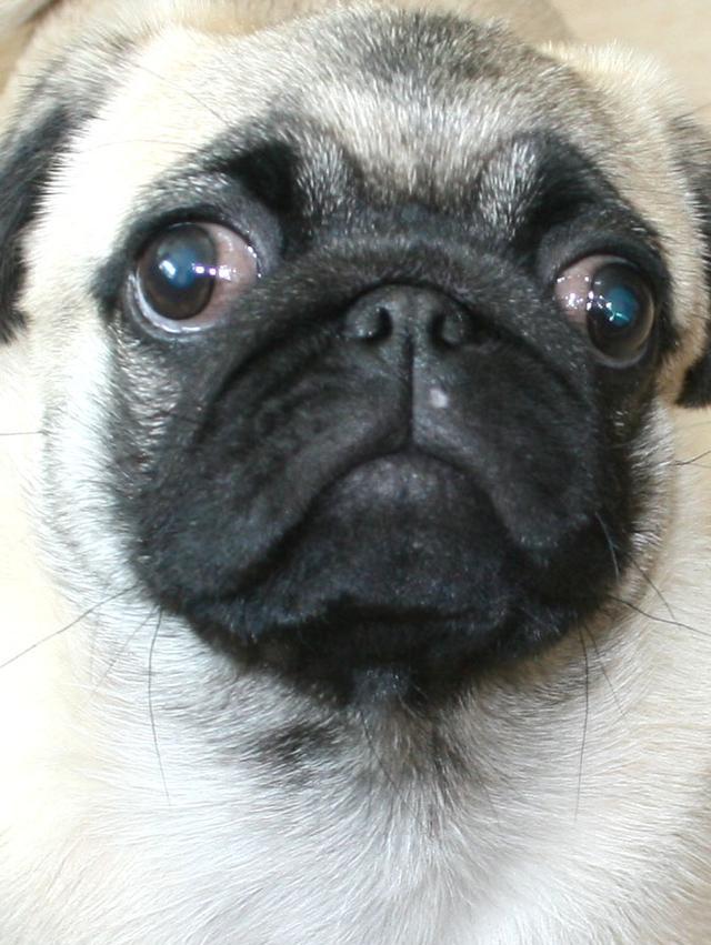 盘点几款丑到极致的狗狗,真心怀疑他们到底是怎么长成这样的