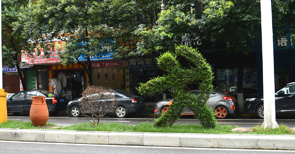北京路,马路中间骑车,射箭的造型树,是这样子