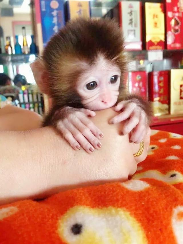 关于最近几年爆红的宠物猴,我想有必要给大家科普一下|东南亚|宠物|猴