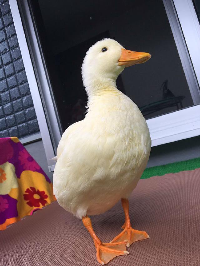 养鸭不死绝招 养鸭子可以买保险吗