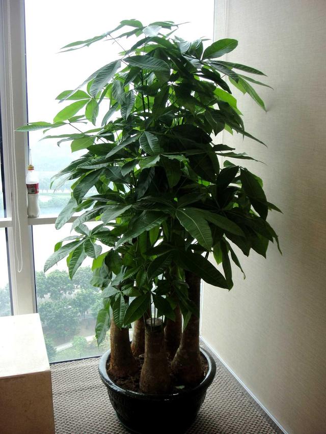 发财树造型大全,怎么养,注意什么?