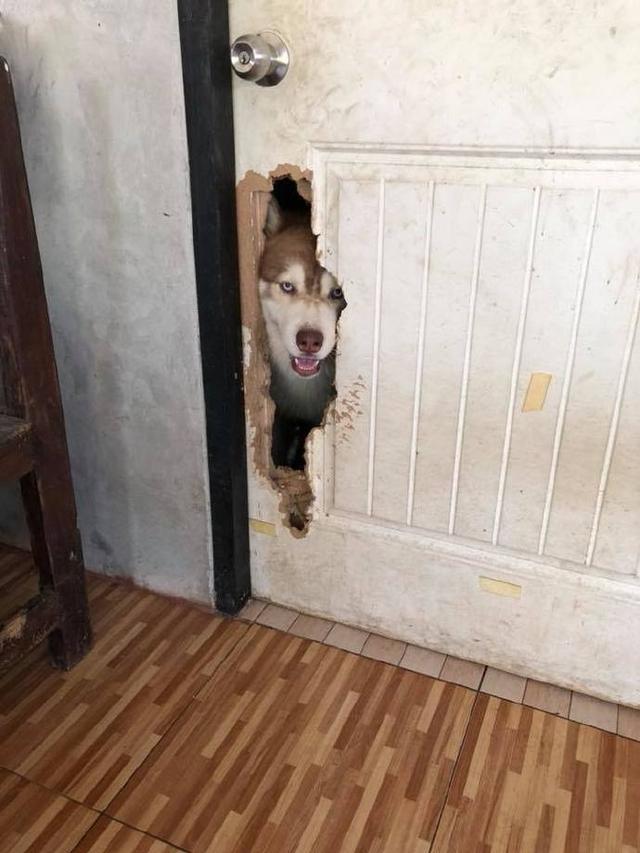 新买的豪车被啃烂了,如此神级别拆家本领,也只有哈士奇了