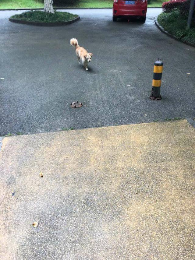 保安要来小土狗帮忙看门,一周后却嫌弃得一脚踢开,任它自生自灭