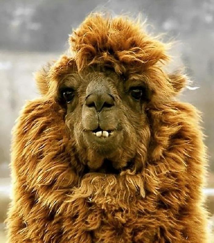 一大波蠢萌动物表情包来啦|搞怪|挡路|蟾蜍_新浪新闻