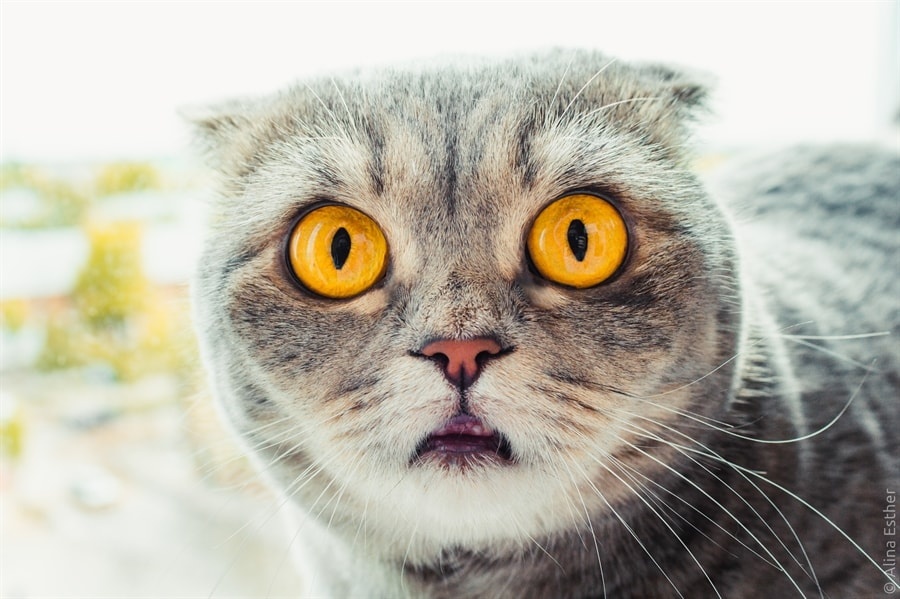 俄罗斯摄影师与她的惊吓猫太可爱了