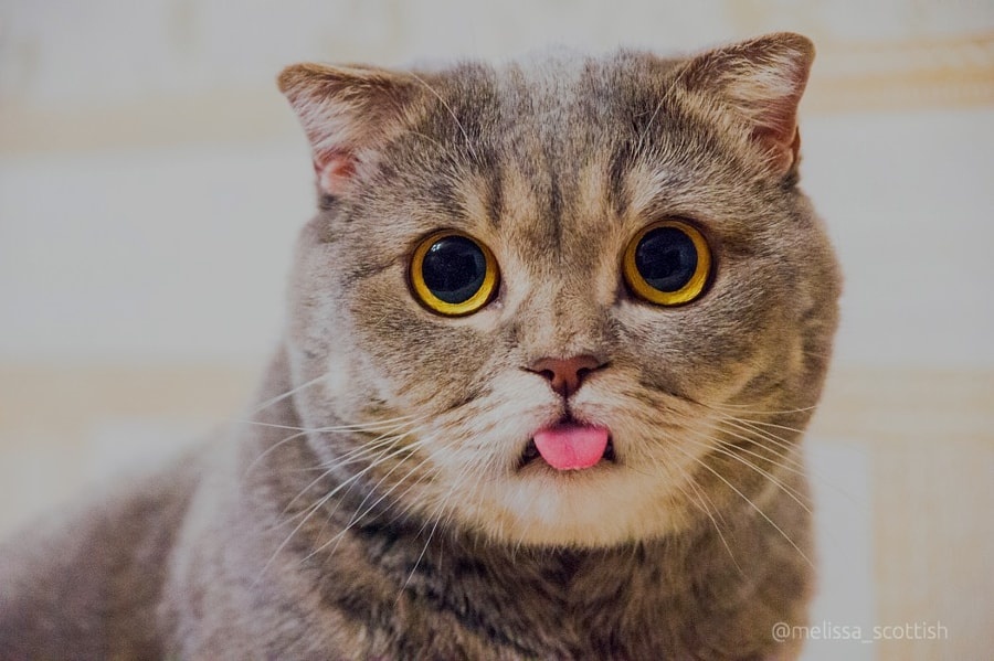 俄罗斯摄影师与她的惊吓猫太可爱了