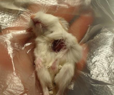 两只仓鼠缩在一起, 妹子以为它们又在秀恩爱, 结果让她崩溃了