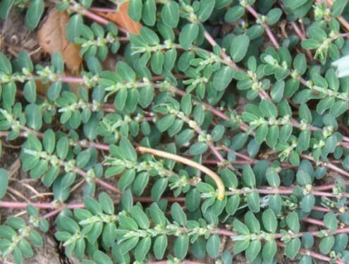 千根草价格多少钱一斤?怎么吃?有哪些功效及