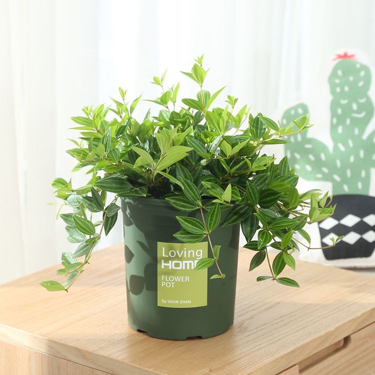 生长较佳吊兰植物花卉装修房净化空气吸甲醛苯办公室专用金边吊兰