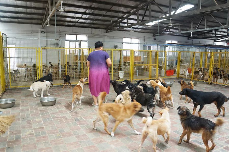 一个女人和她的1200只流浪狗