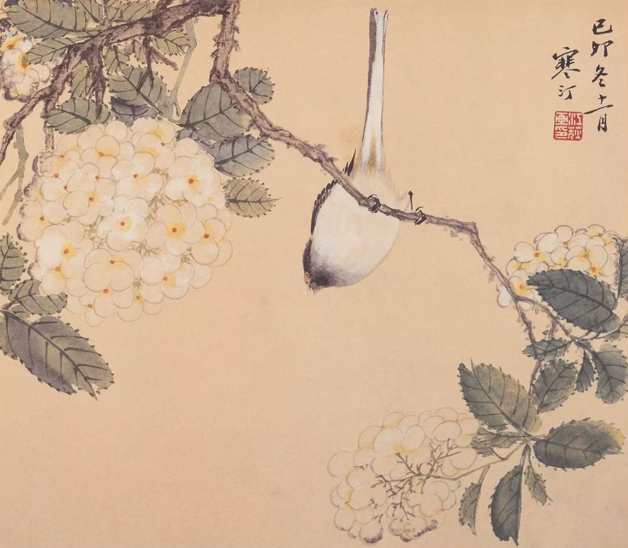 江寒汀 · 花鸟册页欣赏 …|书画|册页|花鸟_新浪新闻