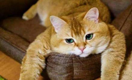 橘猫超清壁纸_十个橘猫九个胖,你知道原因吗?