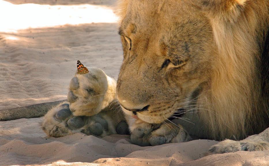 而狮子哀怨得吼了几声,似乎在挽留小蝴蝶.