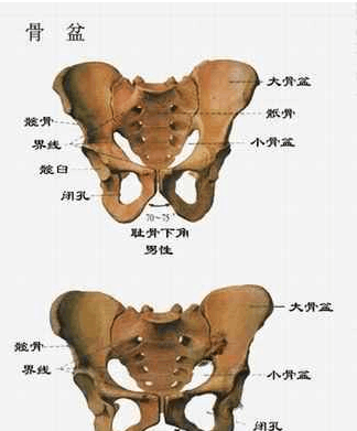 能否顺利生产受多种因素影响,除骨盆大小外,还包括子宫收缩能力,胎儿