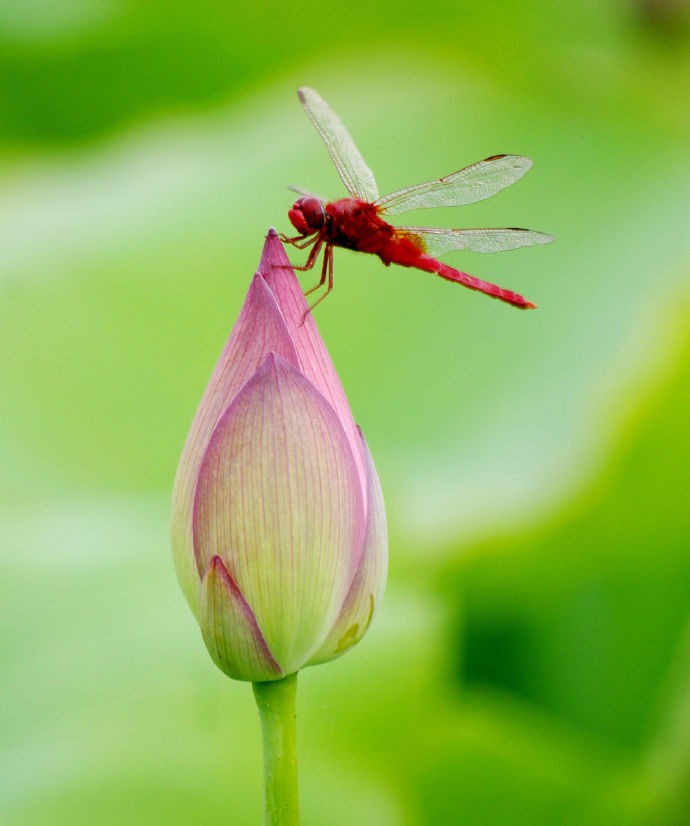 北京红蜻蜓社区论坛验证,深度解析平台价值与用户生态