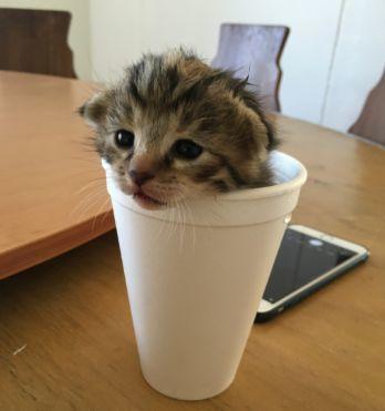 买了一只茶杯猫,本以为会很开心,可兽医的话让她再也笑不出来了