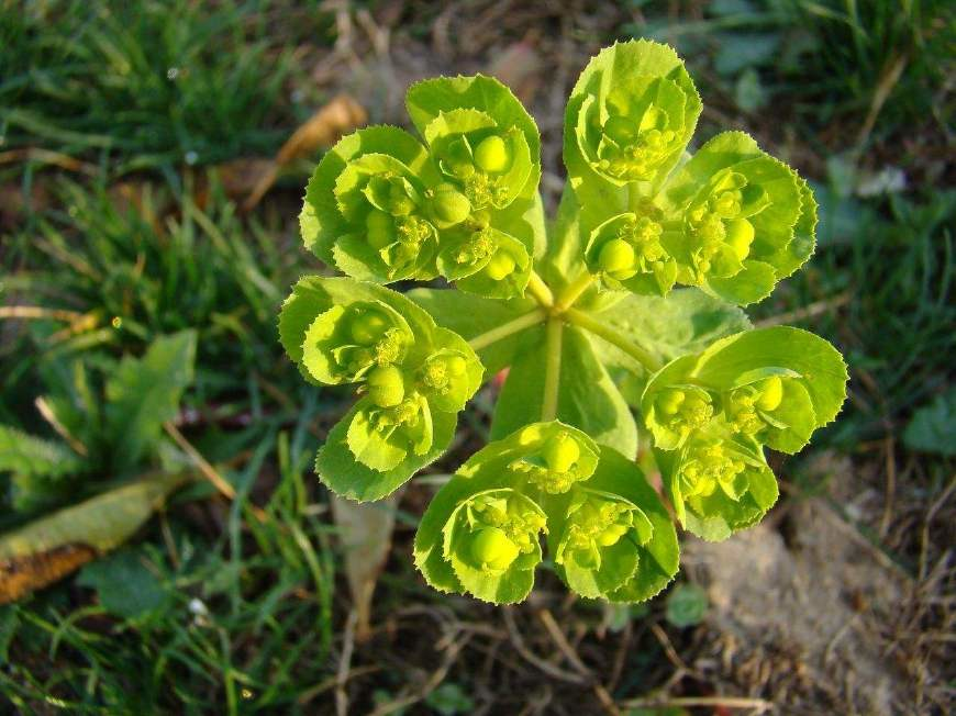 农村喂兔子的草,农民说碰了"手肿",殊不知是珍贵"五凤灵枝"