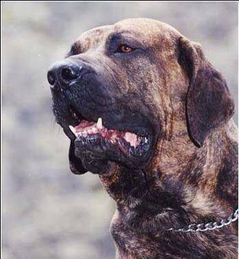 地球上10大最凶猛的狗, 藏獒第五, 高加索犬第四, 第一真厉害