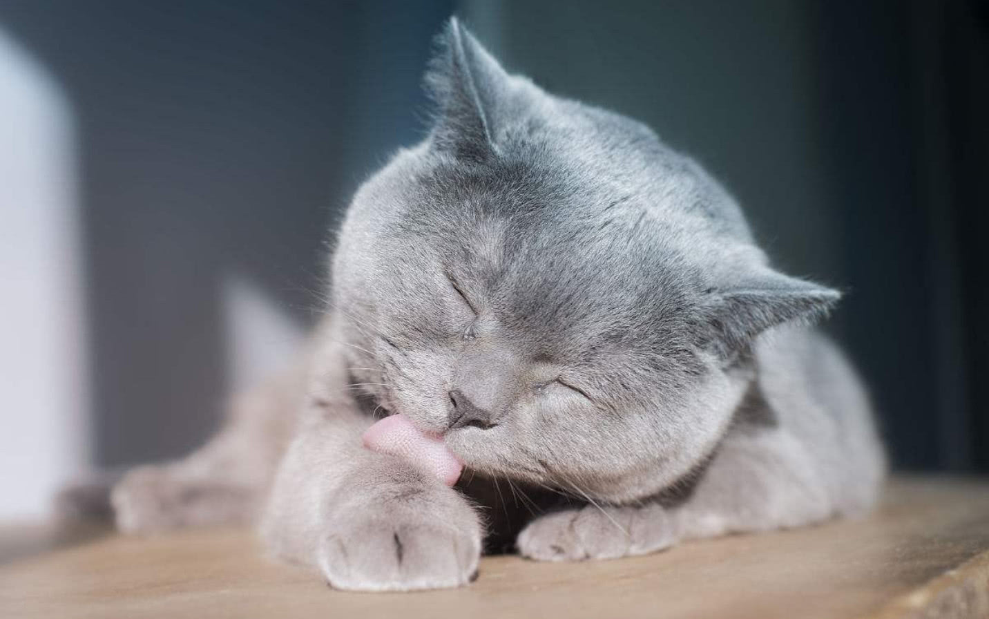 猫咪互相舔毛是在秀恩爱恰恰相反