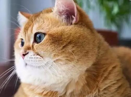 养了三只橘猫一只胖到变形 两只胖的特别漂亮 差距真大啊