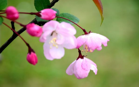 6月1號到月底,要啥來啥的三大生肖,日子過得紅紅火火!